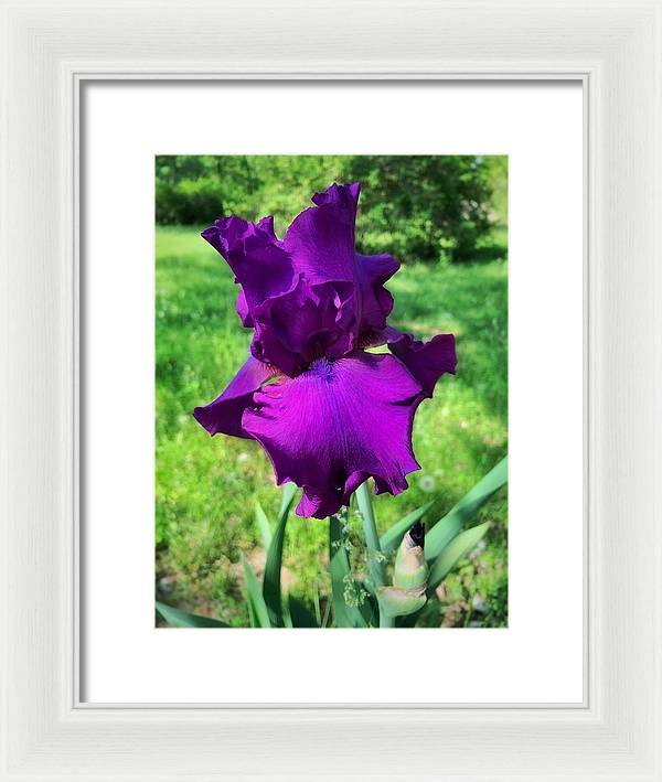 Violet Iris - Framed Print