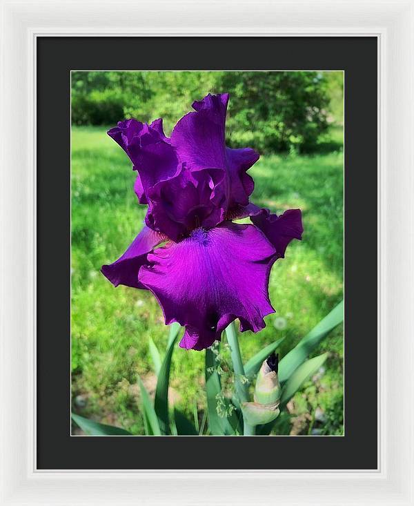 Violet Iris - Framed Print