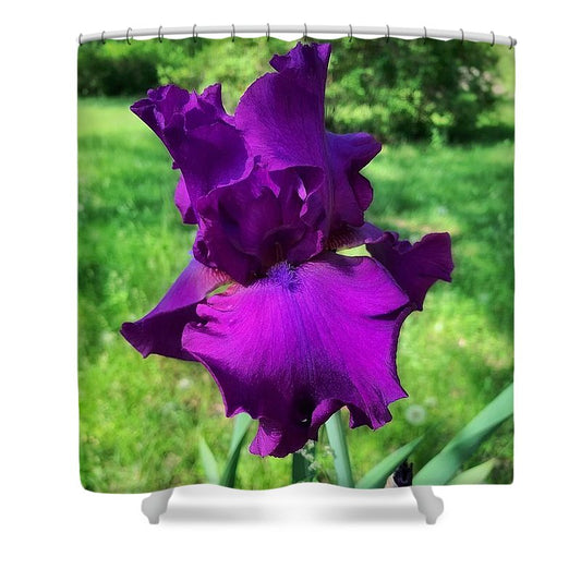 Violet Iris - Shower Curtain