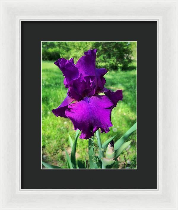 Violet Iris - Framed Print