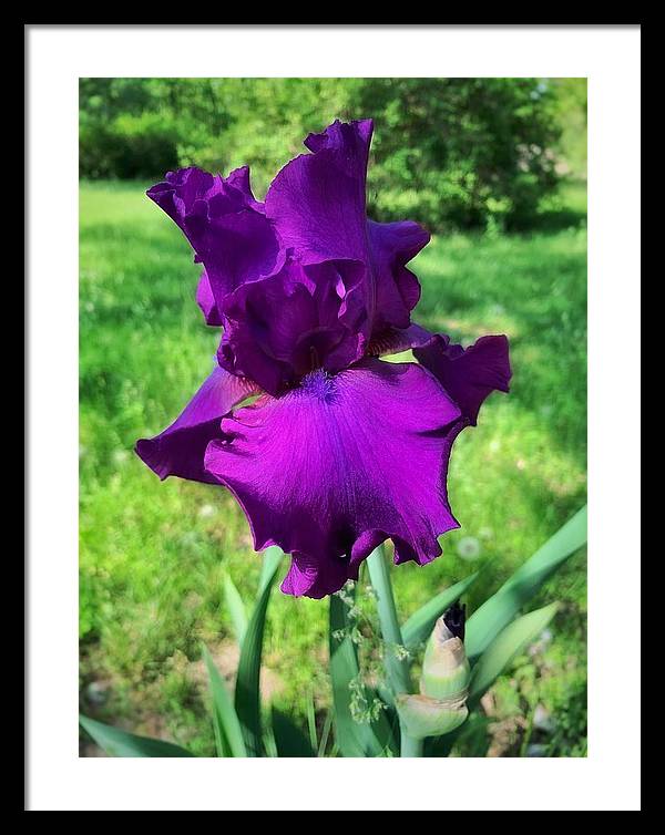 Violet Iris - Framed Print