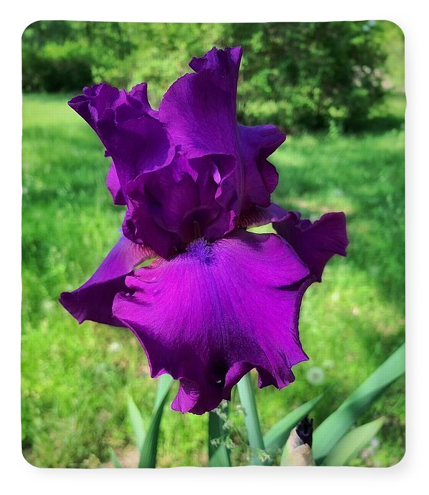 Violet Iris - Blanket