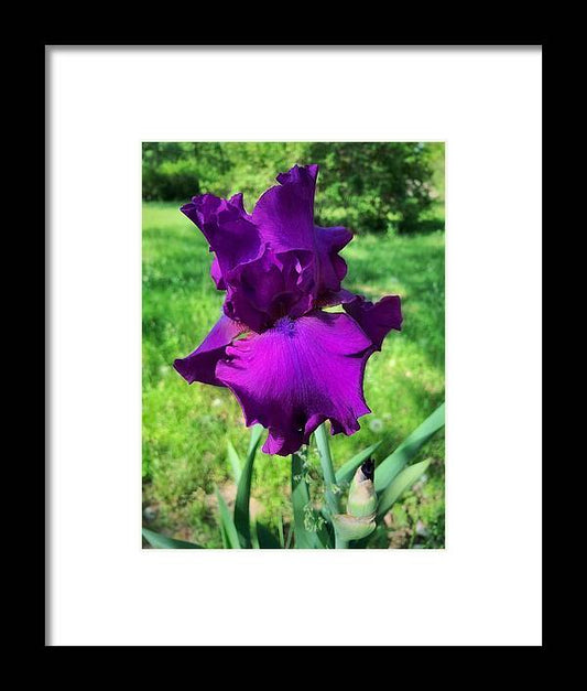 Violet Iris - Framed Print