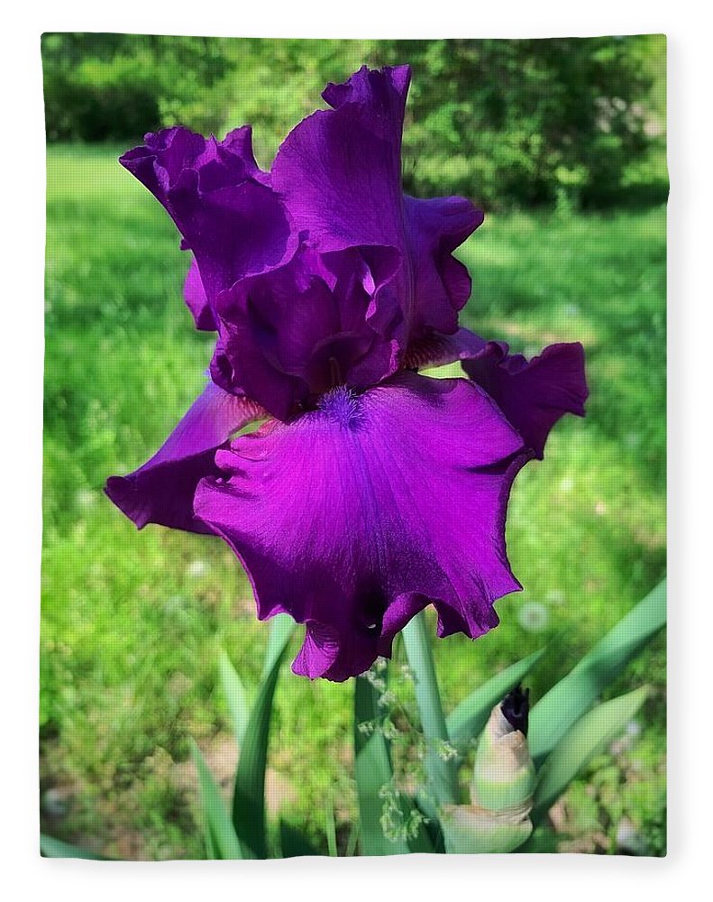 Violet Iris - Blanket