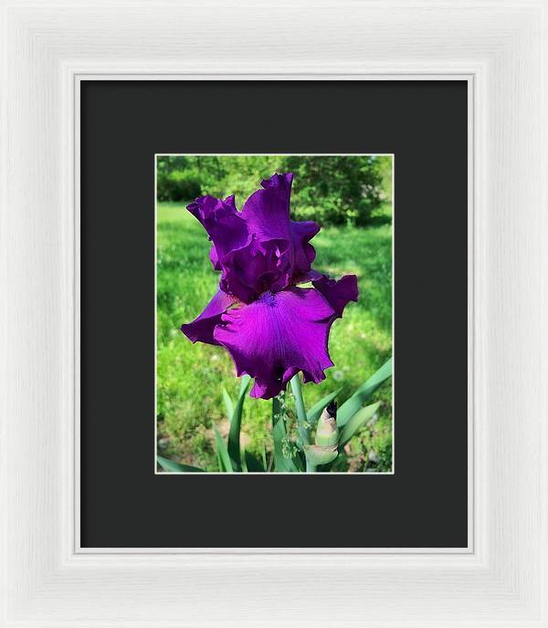 Violet Iris - Framed Print