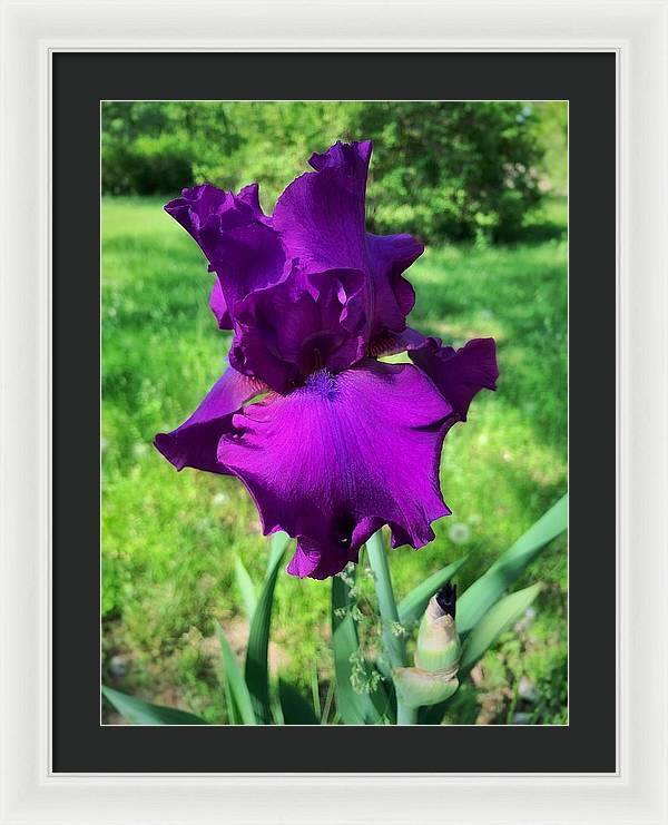 Violet Iris - Framed Print