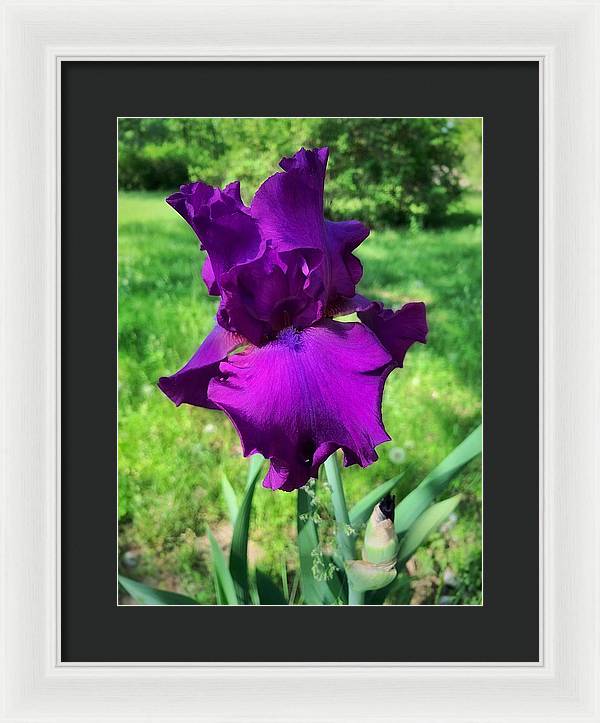 Violet Iris - Framed Print