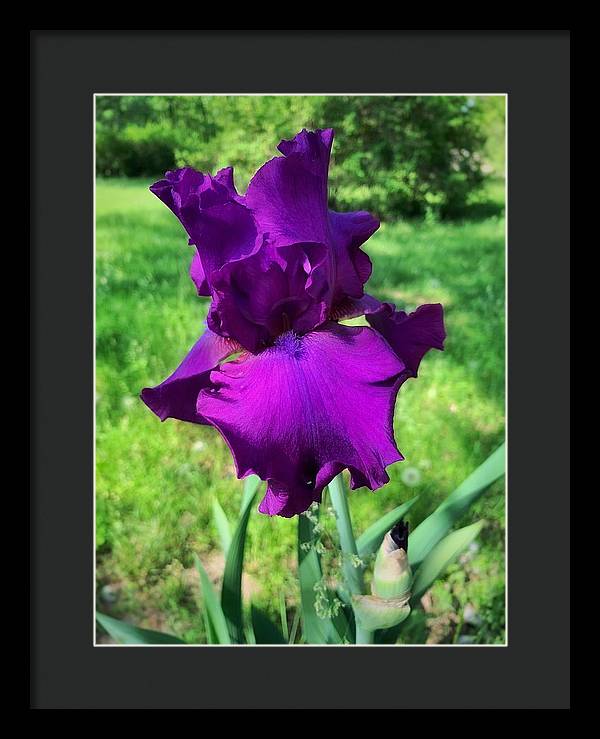 Violet Iris - Framed Print