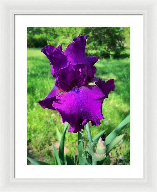 Violet Iris - Framed Print