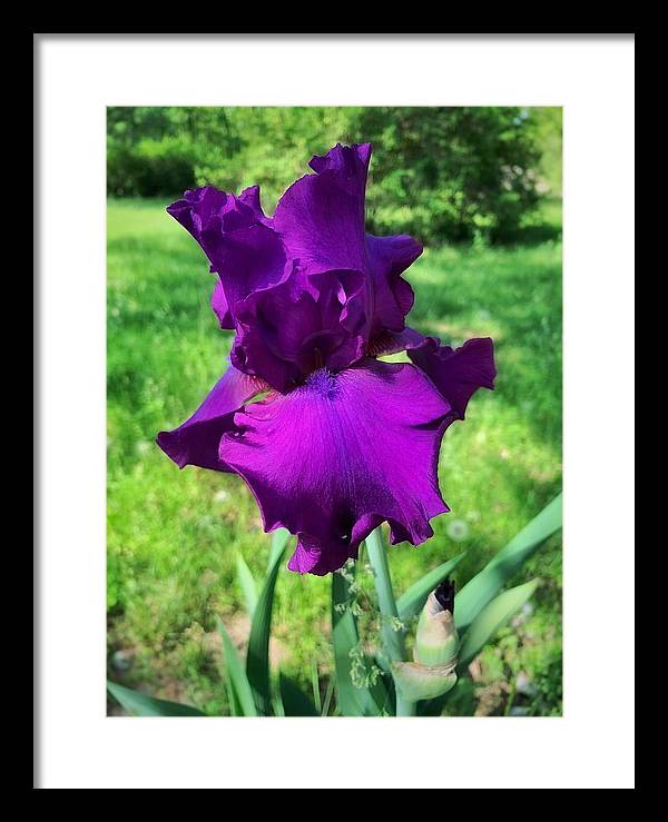 Violet Iris - Framed Print