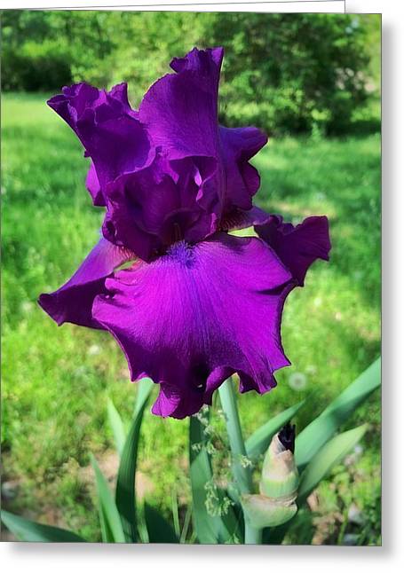 Violet Iris - Greeting Card