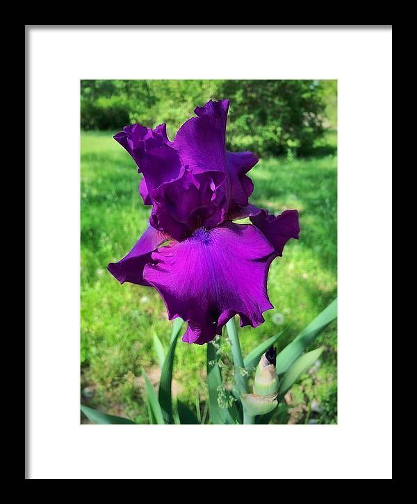 Violet Iris - Framed Print