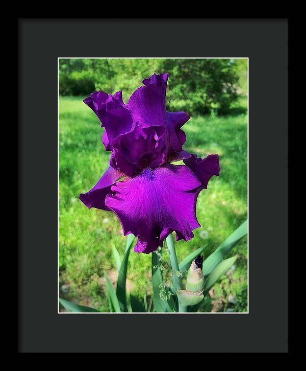 Violet Iris - Framed Print