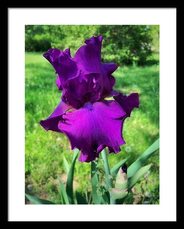 Violet Iris - Framed Print