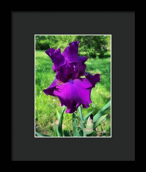 Violet Iris - Framed Print