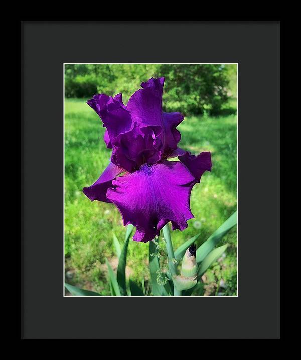 Violet Iris - Framed Print