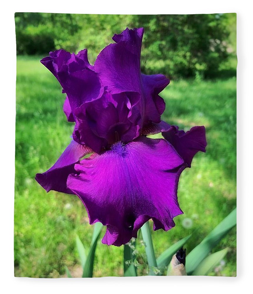 Violet Iris - Blanket