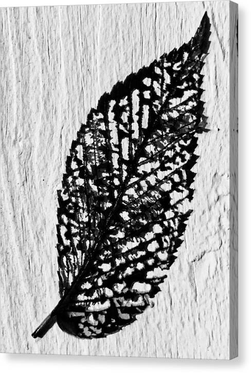 Weathered Leaf - Canvas Print