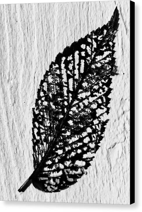 Weathered Leaf - Canvas Print