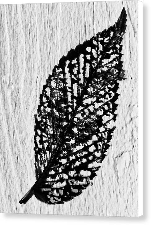 Weathered Leaf - Canvas Print