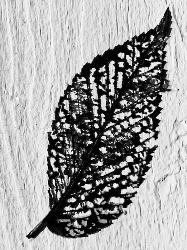 Weathered Leaf - Art Print