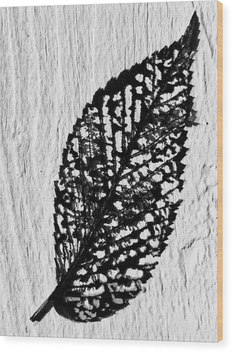 Weathered Leaf - Wood Print