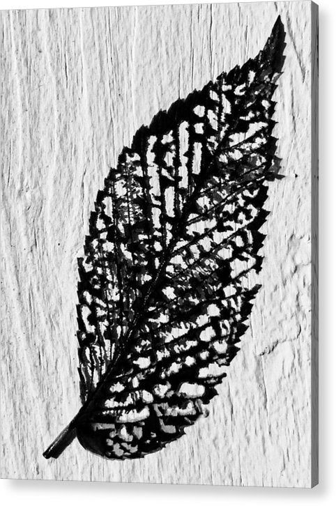 Weathered Leaf - Acrylic Print