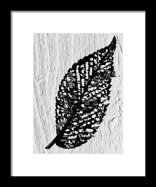 Weathered Leaf - Framed Print