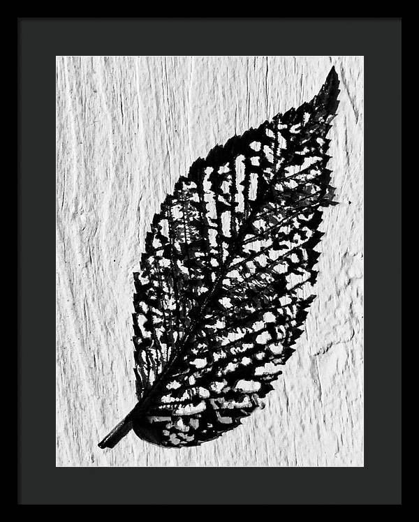 Weathered Leaf - Framed Print