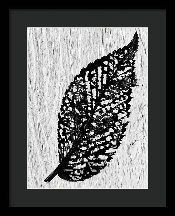 Weathered Leaf - Framed Print