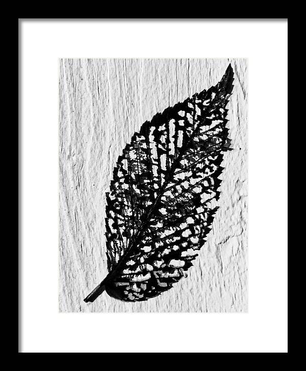 Weathered Leaf - Framed Print