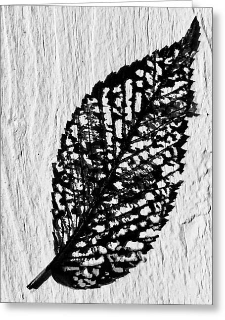 Weathered Leaf - Greeting Card