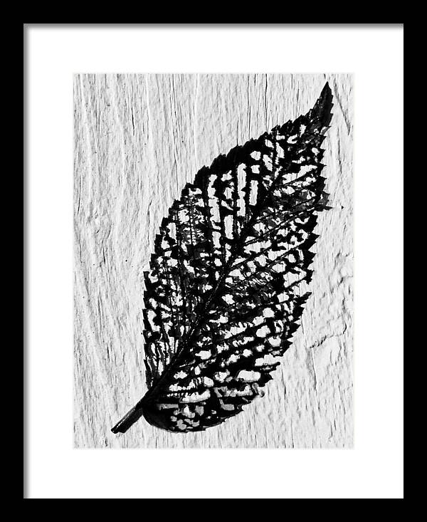 Weathered Leaf - Framed Print