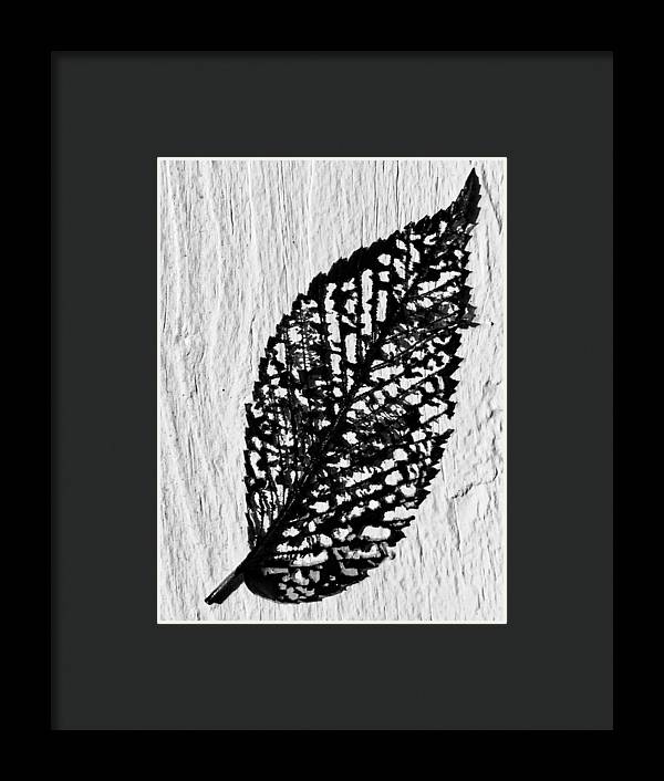 Weathered Leaf - Framed Print