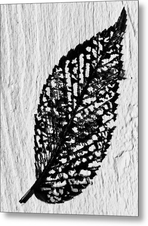 Weathered Leaf - Metal Print