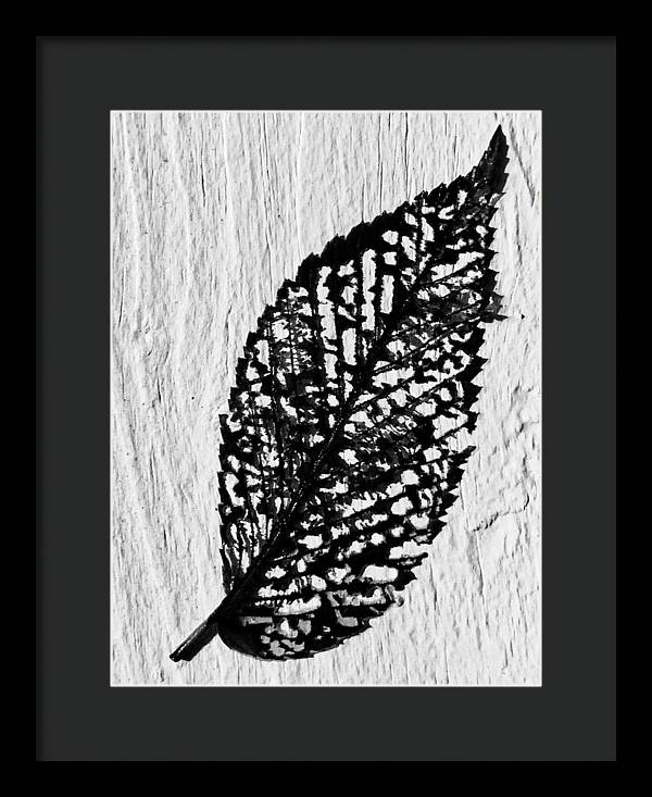 Weathered Leaf - Framed Print