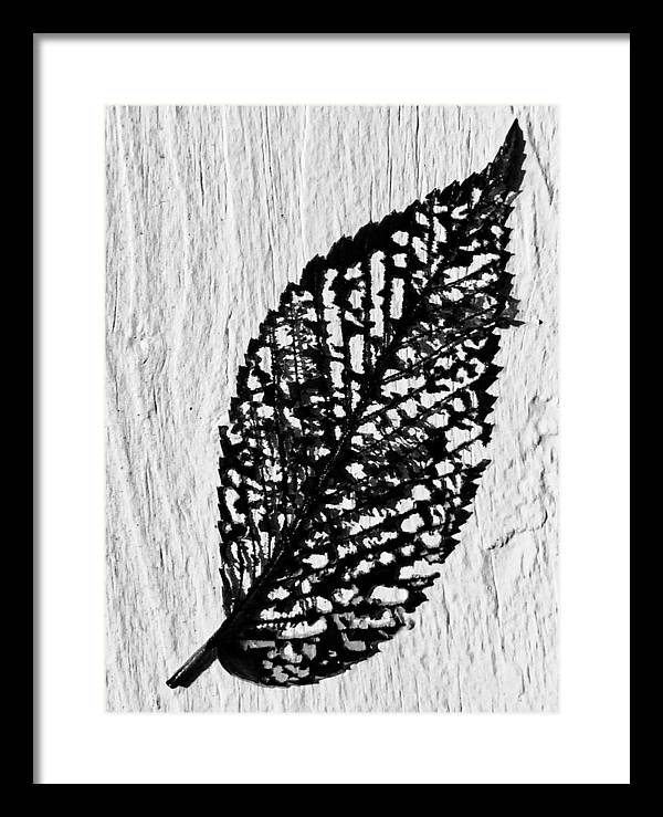 Weathered Leaf - Framed Print