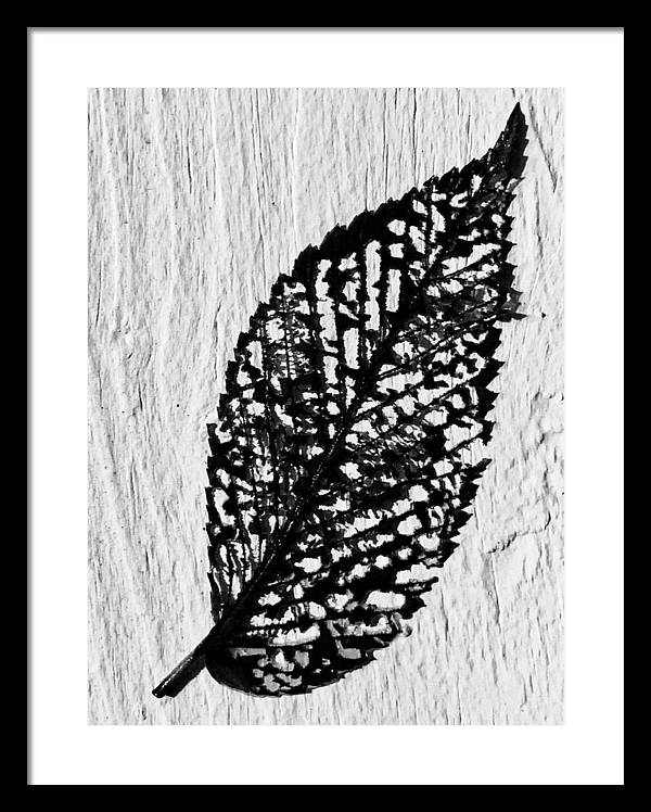 Weathered Leaf - Framed Print