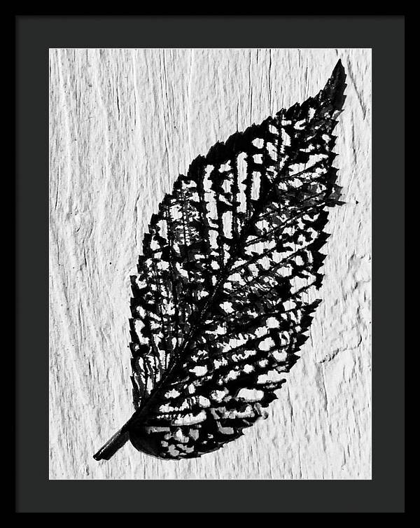 Weathered Leaf - Framed Print