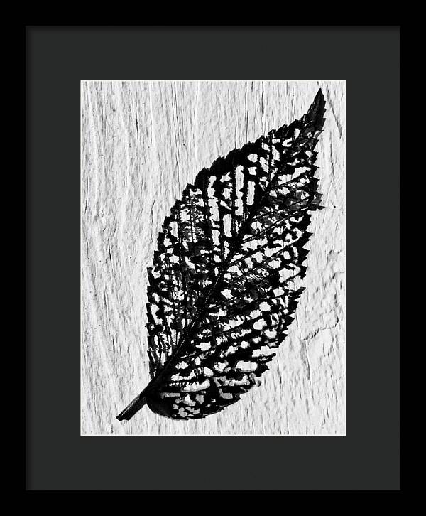 Weathered Leaf - Framed Print