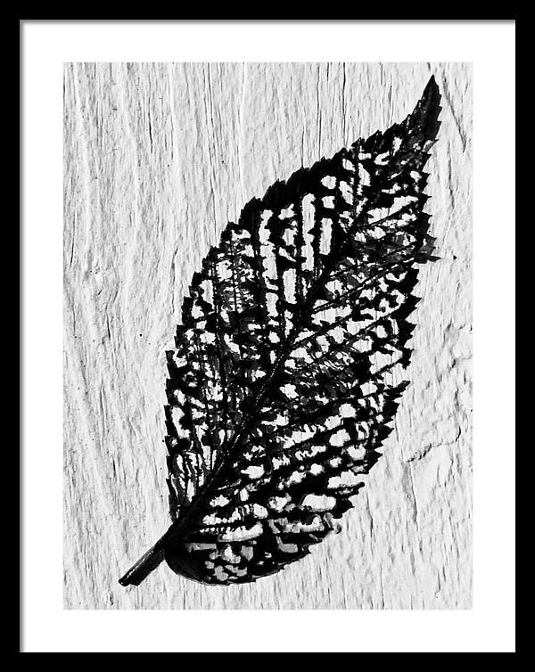 Weathered Leaf - Framed Print