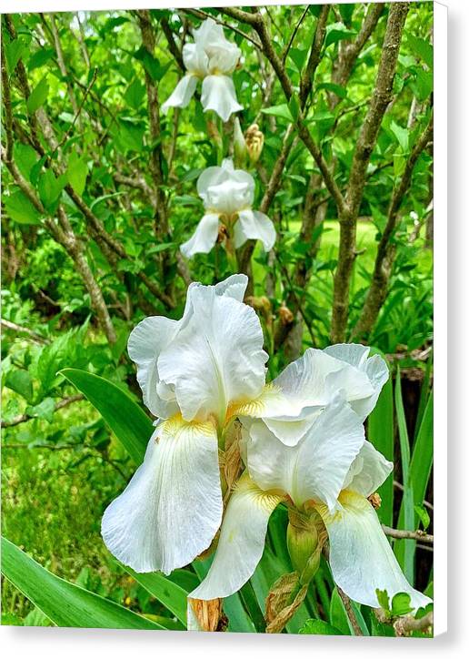 White Iris - Canvas Print