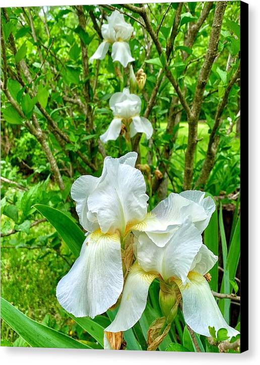 White Iris - Canvas Print