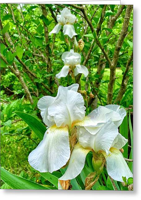 White Iris - Greeting Card