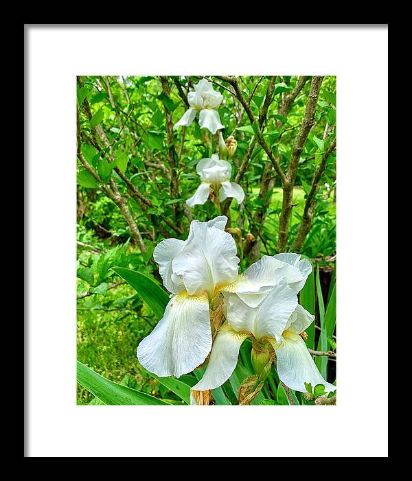 White Iris - Framed Print