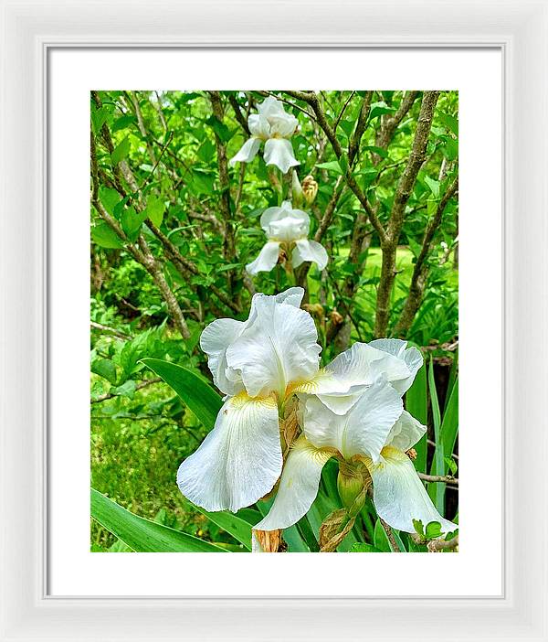 White Iris - Framed Print