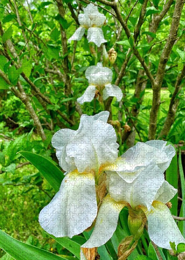 White Iris - Puzzle