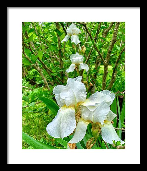 White Iris - Framed Print