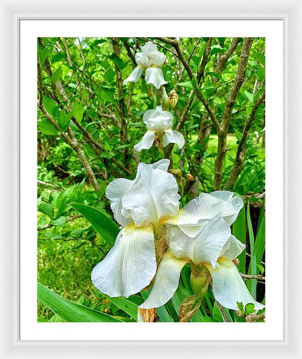 White Iris - Framed Print