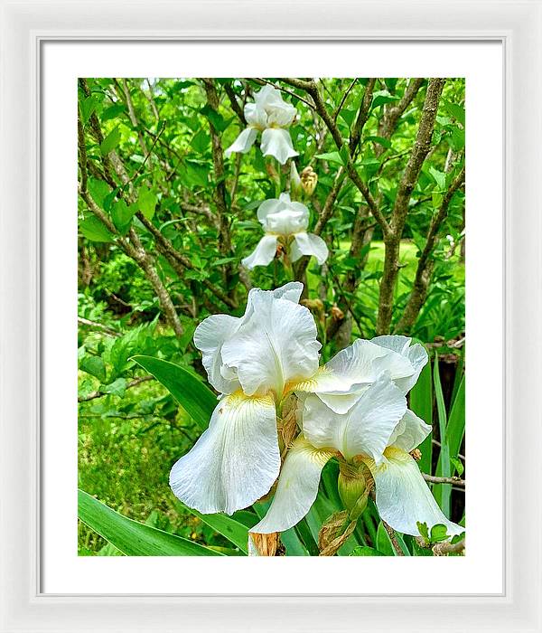 White Iris - Framed Print